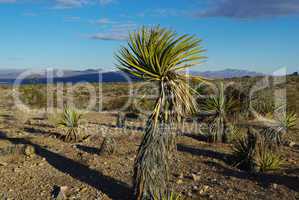 Beautiful high desert plant with view towards Searchlight, Nevada