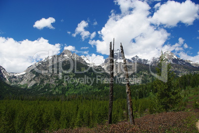 Dry trees, forest and Grand Tetons, Wyoming