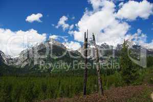 Dry trees, forest and Grand Tetons, Wyoming