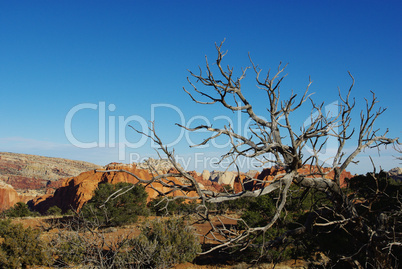 Dry tree in front of multicoloured rocks, Capitol Reef National Park, Utah