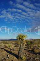 Desert plants, wide view and beautiful clouds in blue sky, Nevada