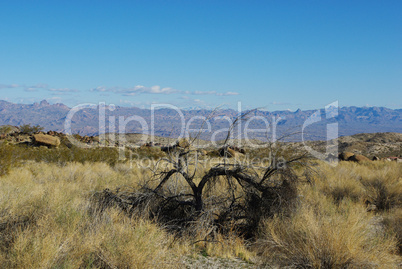 Dry tree and wide view on valleys and distant mountain ranges, Nevada