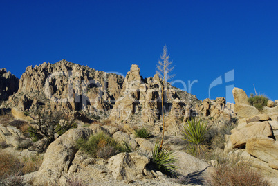 Desert plants, rocks and deep-blue sky, Nevada