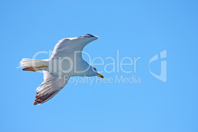 Seagull