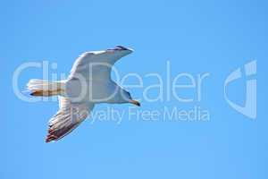 Seagull