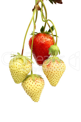 Strawberries