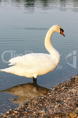 Swan on the lakeside