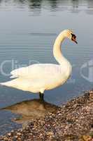 Swan on the lakeside