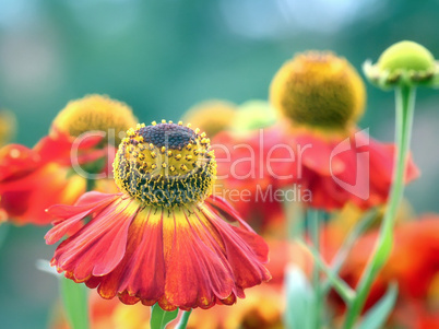 Helenium