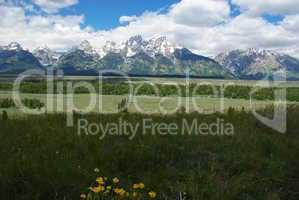 Flowers, meadows and Grand Tetons, Wyoming