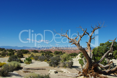 Dry tree and high desert, Utah