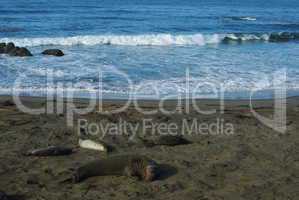 Sea Lions on beach with Pacific Ocean, California