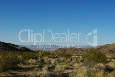 Yucca and high desert view, California