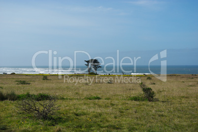 Lonely tree on California Pacific Coast