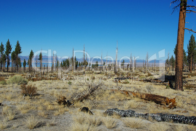Partially burned-out forest and blue Mono Lake,California