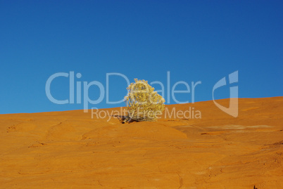 Lonely shrub on orange rock plateau under blue sky, Devils Garden, Utah