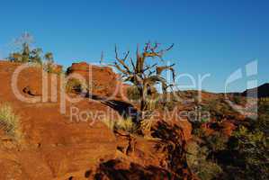Dry tree, red rock and sandstone near Fisher Towers, Utah