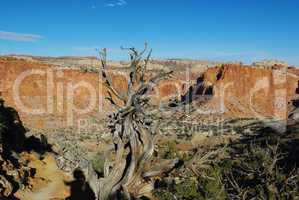 Dry tree, valley and red rocks, Capitol Reef National Park, Utah