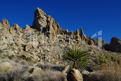 Yucca, Joshua and rocks near Christmas Tree Pass, Nevada