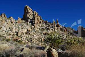 Yucca, Joshua and rocks near Christmas Tree Pass, Nevada