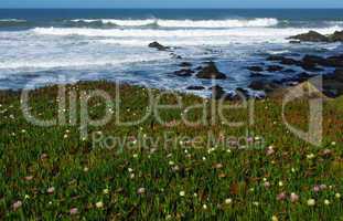 Flowers, rocks and waves, Pacific Coast, California