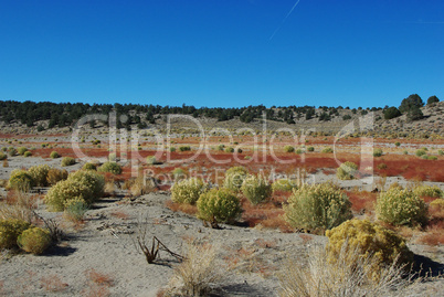 Red grass and green variations near Benton, California desert