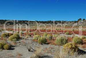 Red grass and green variations near Benton, California desert