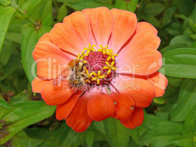 Ackerhummel auf Zinnienblüte