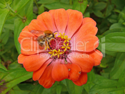 Ackerhummel auf Zinnienblüte