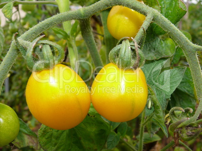 Gelbe Tomaten