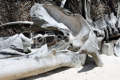 Bones of whale in Zanzibar