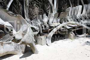 Bones of whale in Zanzibar