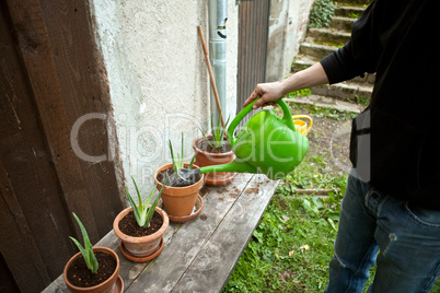 gardener repot young aloe vera plants