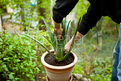 gardener repot young aloe vera plants