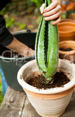 gardener repot young aloe vera plants