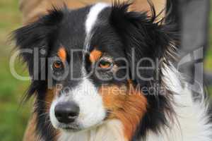 Australian Shepherd