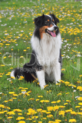 Australian Shepherd