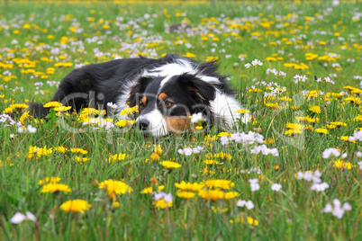 Australian Shepherd