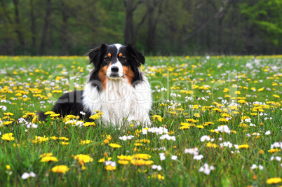 Australian Shepherd