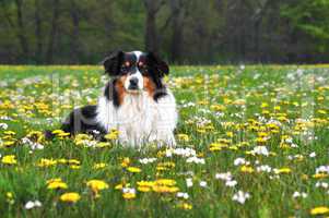 Australian Shepherd