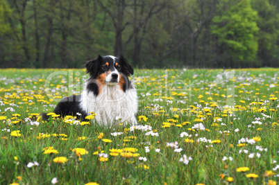 Australian Shepherd