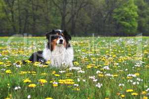 Australian Shepherd