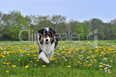 Australian Shepherd