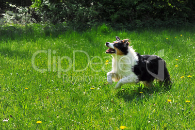 Australian Shepherd