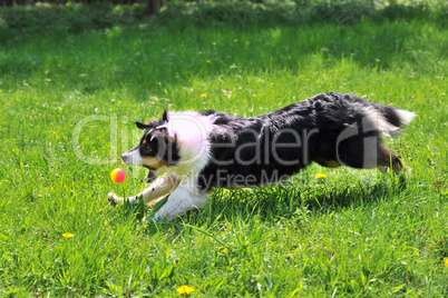 Australian Shepherd