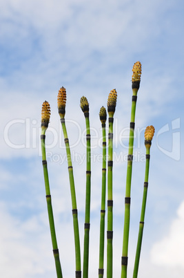 Schachtelhalm (Equisetum)