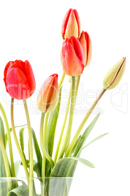 Rote Tulpen