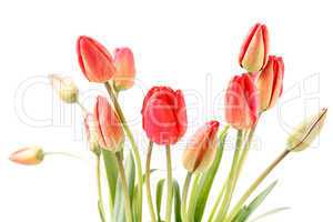 Rote Tulpen