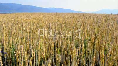 Field of ripe wheat