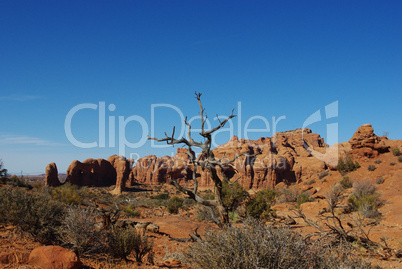 Dry trees, arches and rocks, Arches National Park, Utah